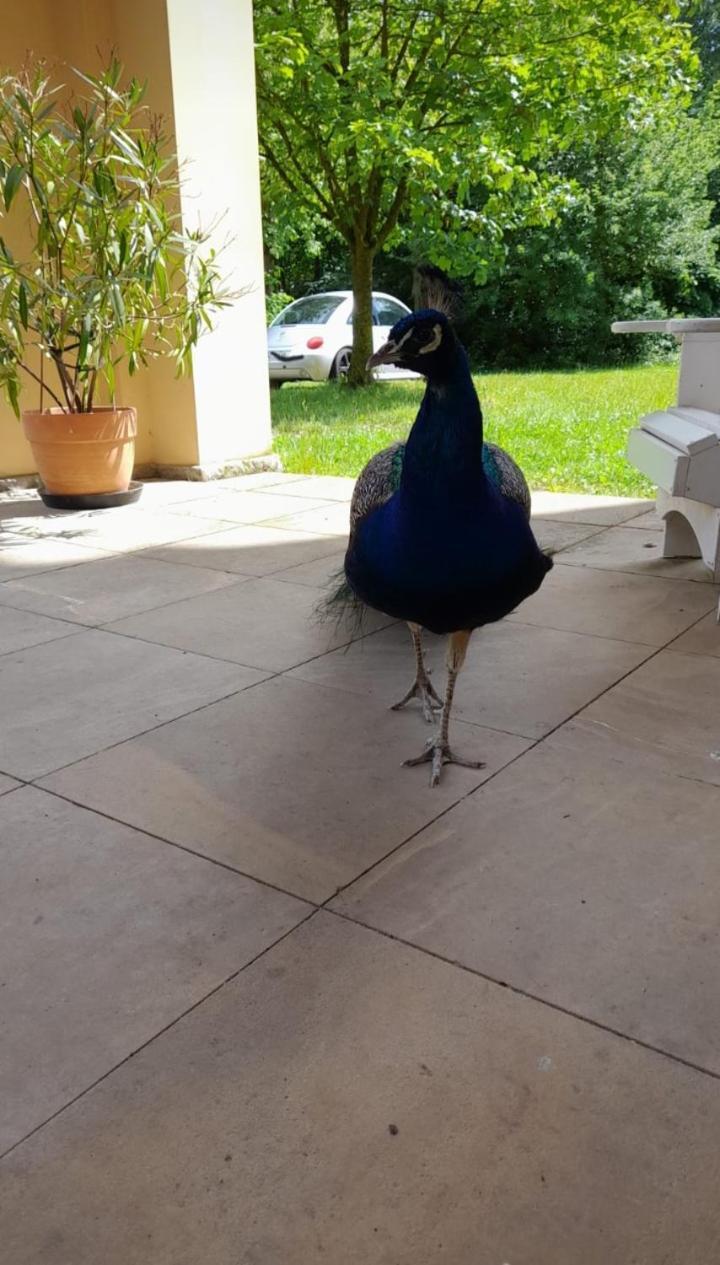 Schloss Tressow Bobitz Ngoại thất bức ảnh